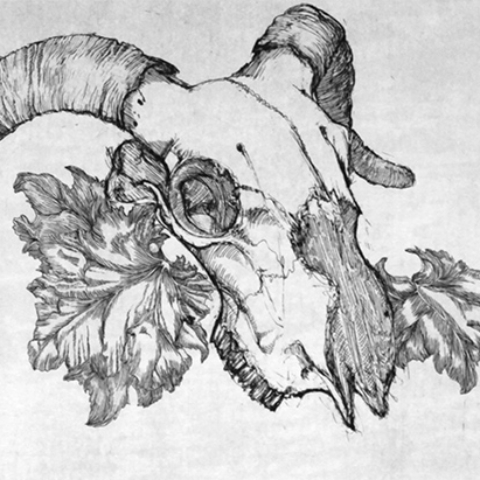 Ram Skull